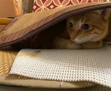 梔C〖戵w蠎6╄f?	?3U?,〞l?